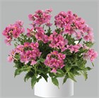 Немезия Spring Blush 2669