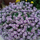 Алиссум  lucia lavender 2673