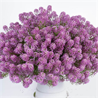 Алиссум  lucia rose 2674