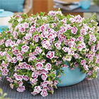 Калибрахоа MiniFamous Uno Double White Pink Vein 2680