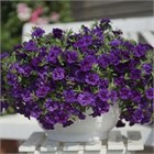 Калибрахоа Celеbration Double Blue 2681