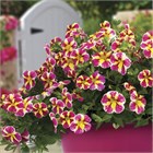 Калибрахоа Candy Shop CandyBouguet 2688