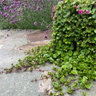 Вербейник санберст 2695