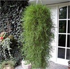 Агростис грин твист 2697