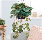 Камнеломка ампельная 2698