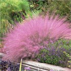 Мьюленбергия рози 2711