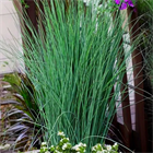 Ситник блю эрроу 2713