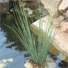 Ситник блю эрроу 2713