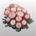 Маргаритка хабанера драже 2726