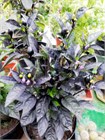 Перец острый королевский черный многолетний 2759