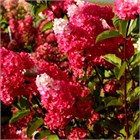 Гортензия метельчатая Fraise Melba 2802