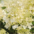 Гортензия метельчатая Milk and honey 2803