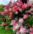 Гортензия метельчатая Vanilla Fraise 2806